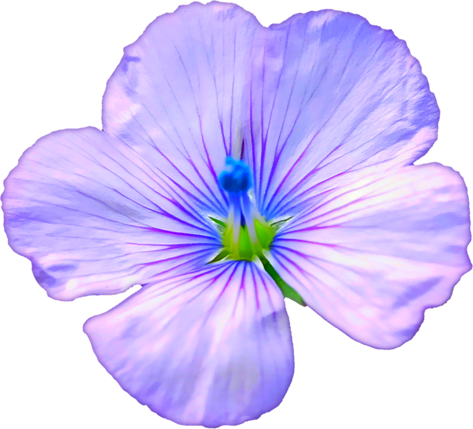 Purple Flower Illustration 
